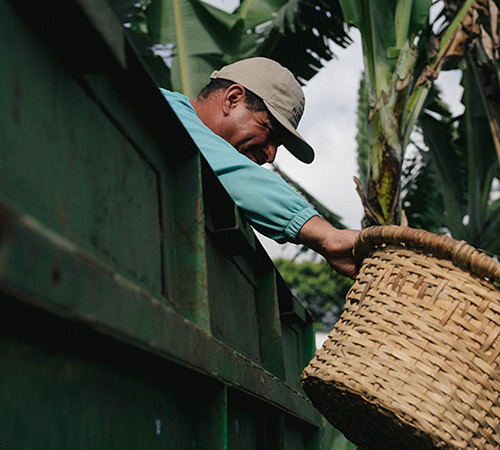 A person on a coffee farm stands in the back of a truck filled with coffee cherries, handing a basket full of cherries to someone outside of the frame.
