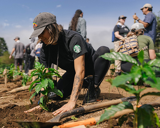 A person wearing a black Starbucks T-shirt plants a coffee tree into the soil.
