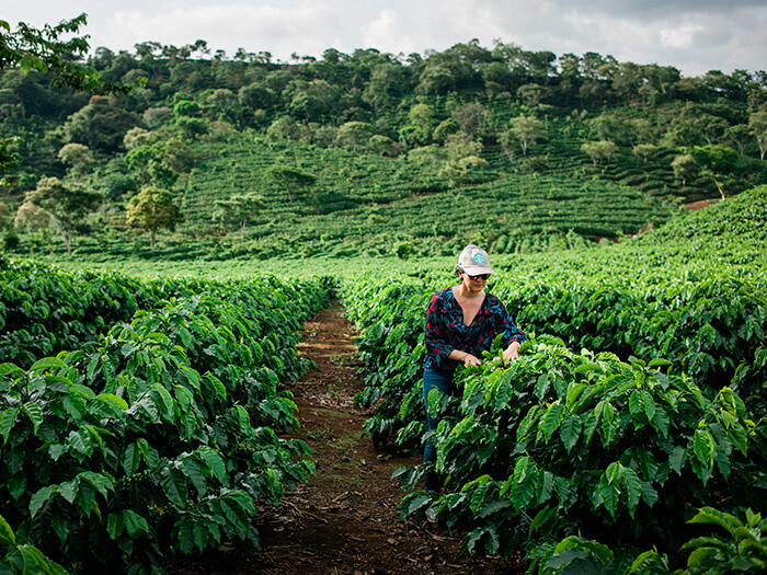 A person stands amidst a vast green coffee farm, tending to the plants.
