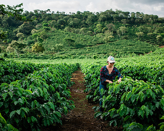 A person stands amidst a vast green coffee farm, tending to the plants.